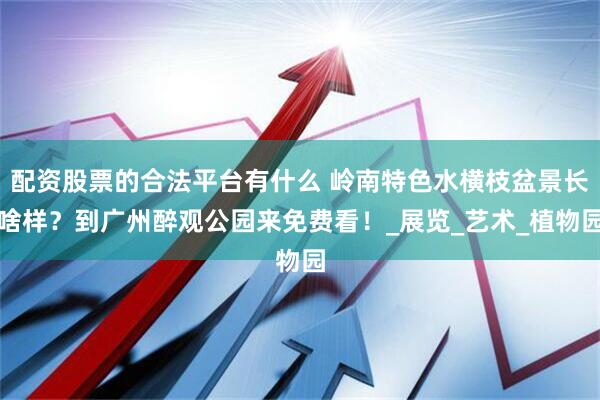 配资股票的合法平台有什么 岭南特色水横枝盆景长啥样？到广州醉观公园来免费看！_展览_艺术_植物园